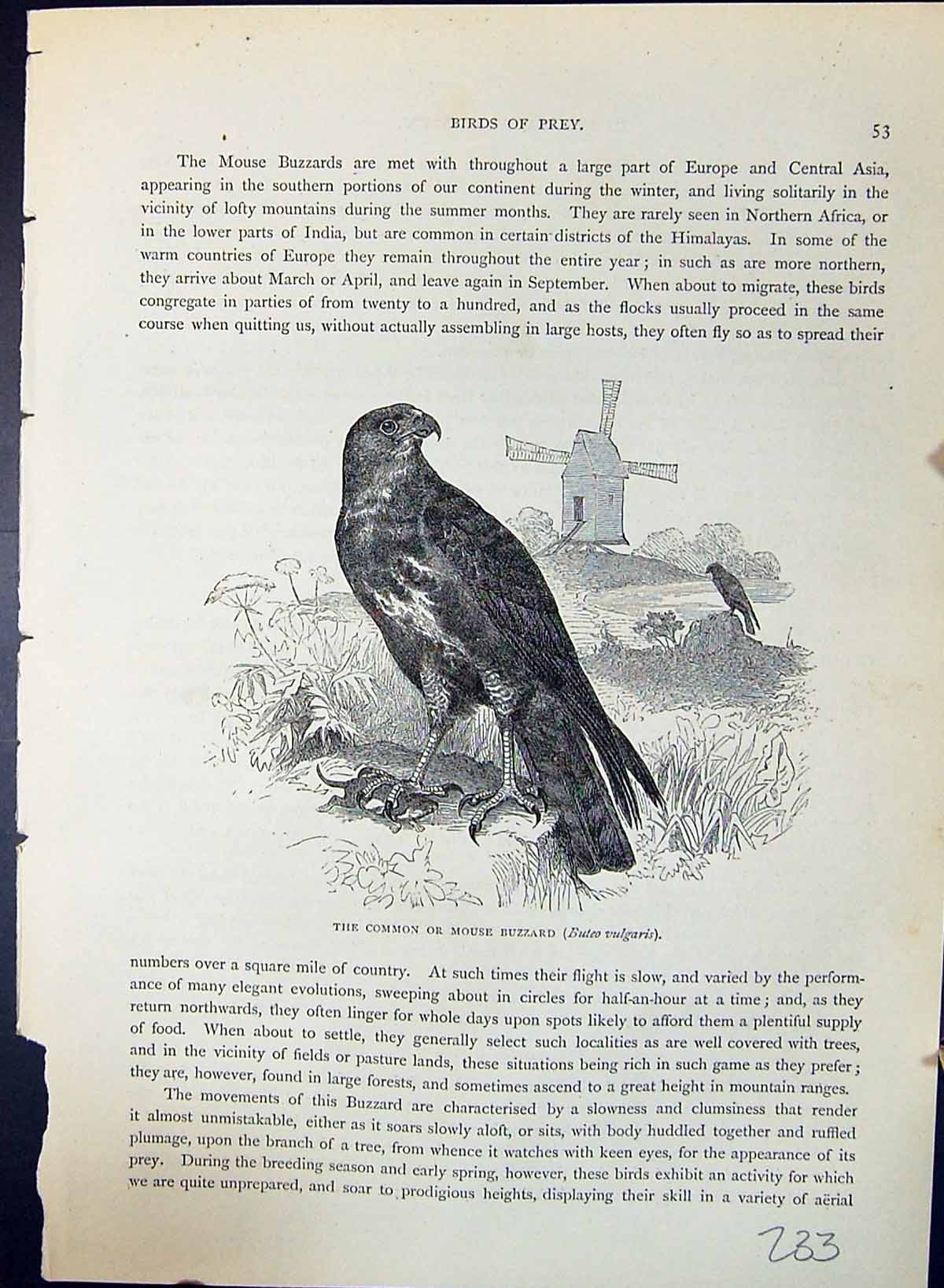 Old Common Mouse Buzzard Buteo Vulgaris Brehm Jones C1860 Cassell'S B Victorian