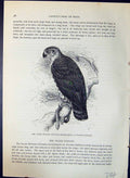 Antique Old Print Snake Buzzard Gallicus Brehm Jones C1860 Cassell'S Birds 19th
