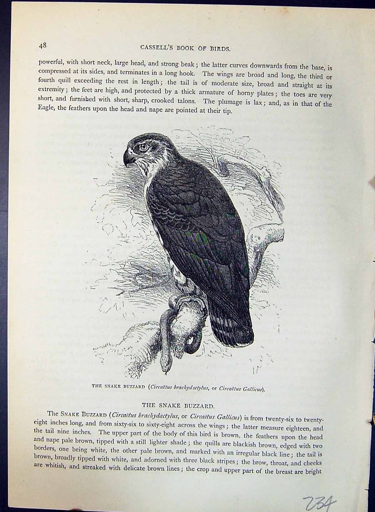 Antique Old Print Snake Buzzard Gallicus Brehm Jones C1860 Cassell'S Birds 19th