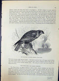 Old Brehm Jones C1860 Cassell'S Birds Reed Kite Marsh Harrier Circus Victorian
