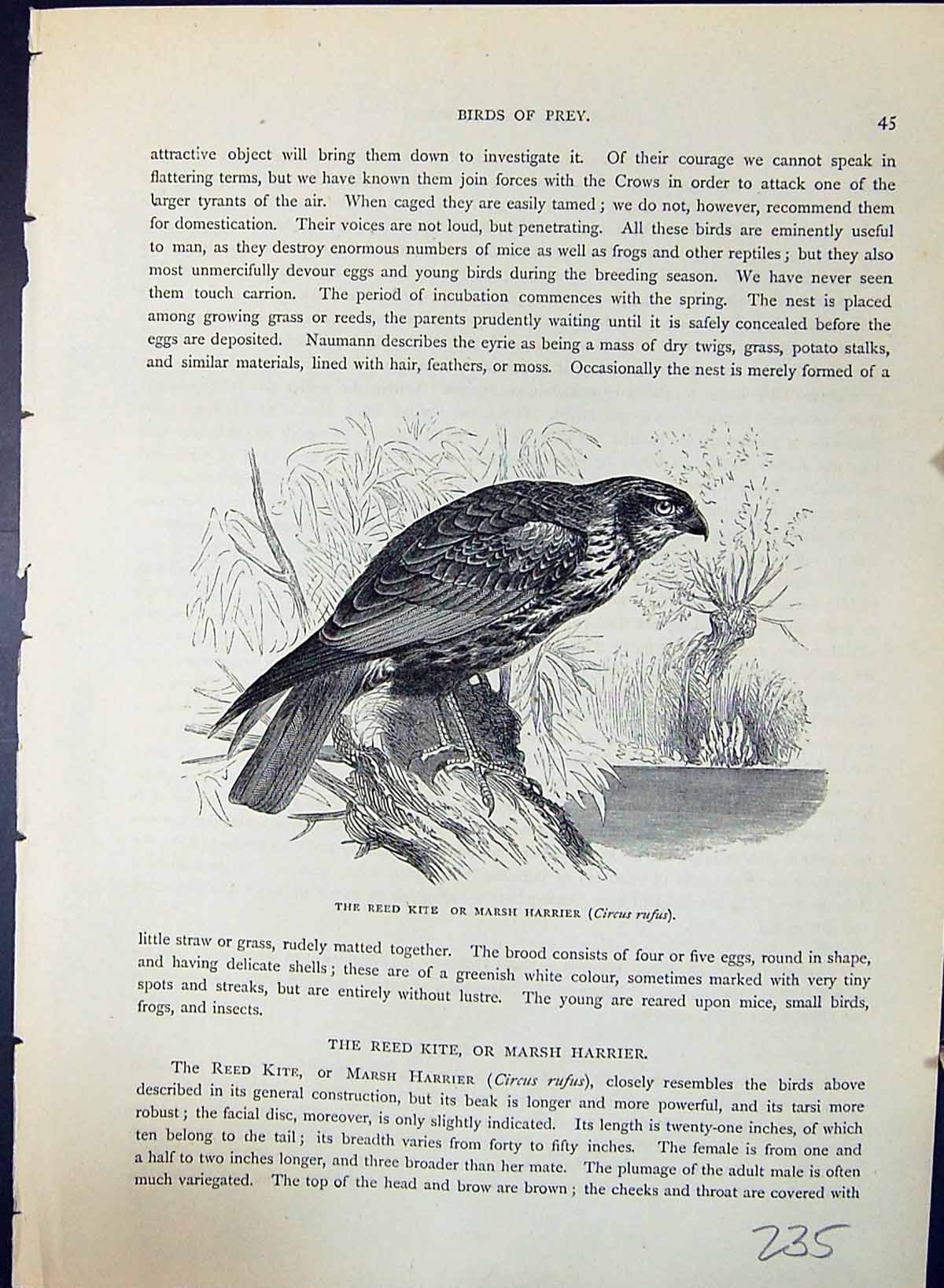 Old Brehm Jones C1860 Cassell'S Birds Reed Kite Marsh Harrier Circus Victorian