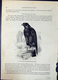 Old Parasite Kite Hydroictinia Parasitica Brehm Jones C1860 Cassell'S Victorian