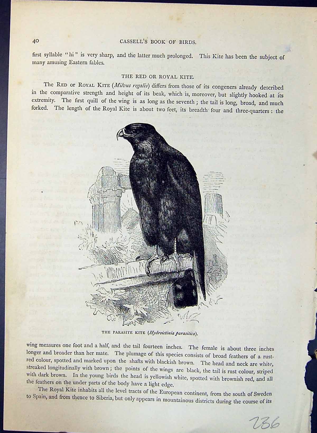 Old Parasite Kite Hydroictinia Parasitica Brehm Jones C1860 Cassell'S Victorian