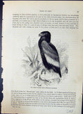 Old Short-Tailed Kite Helotarsus Ecaudatus Brehm Jones C1860 Cassell' Victorian