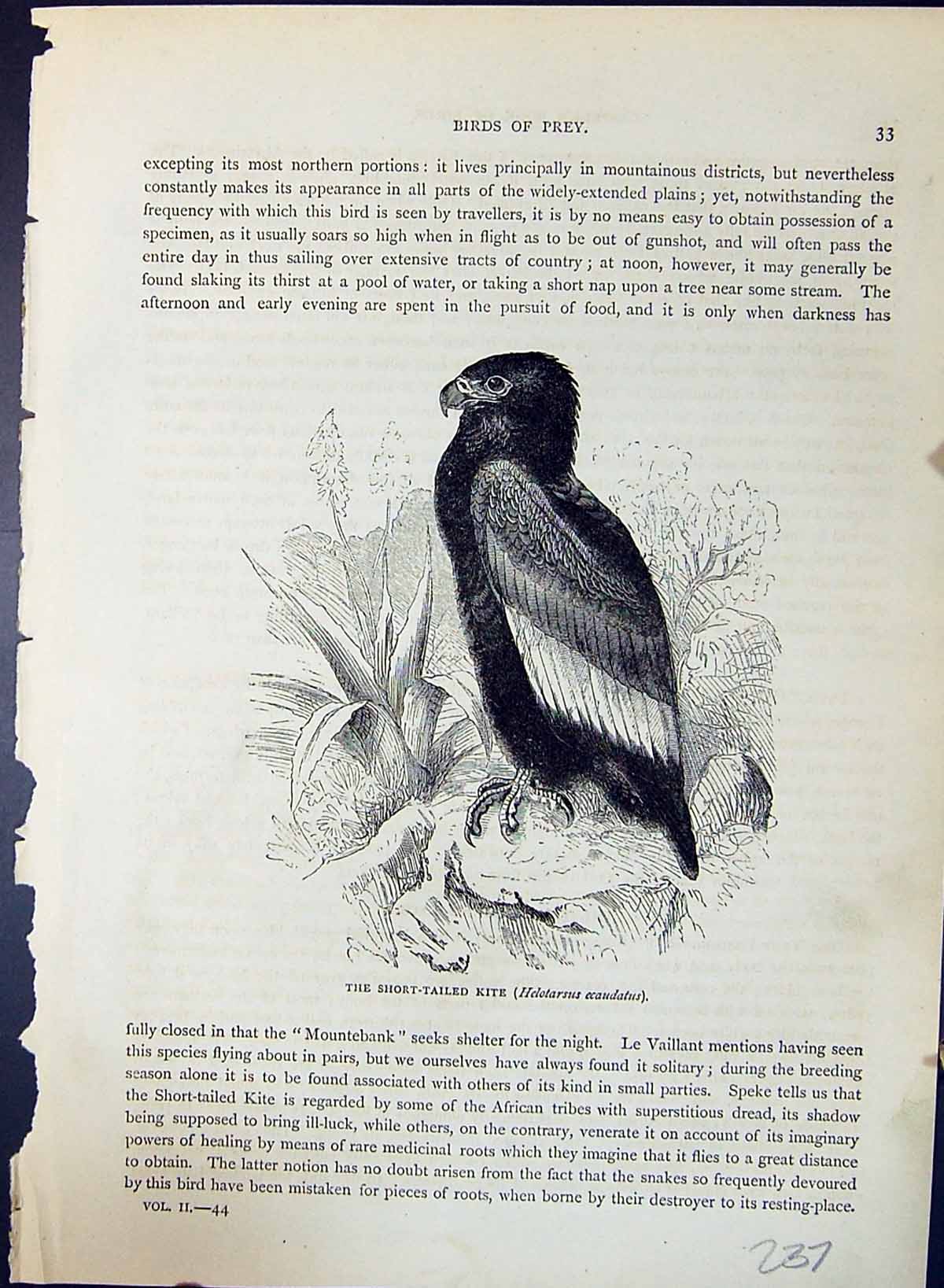 Old Short-Tailed Kite Helotarsus Ecaudatus Brehm Jones C1860 Cassell' Victorian