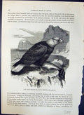 Old White Headed Sea Eagle Leucocephalus Brehm Jones C1860 Cassell'S Victorian