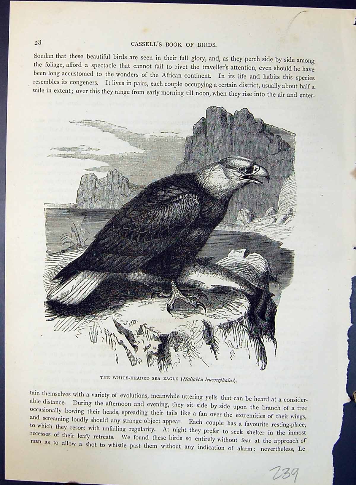 Old White Headed Sea Eagle Leucocephalus Brehm Jones C1860 Cassell'S Victorian