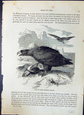 Old Sea Eagle Haliaetoes Albicilla Brehm Jones C1860 Cassell'S Birds Victorian