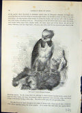 Old Harpy Eagle Harpyia Destructor Brehm Jones C1860 Cassell'S Birds Victorian