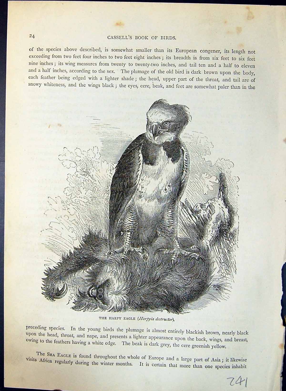 Old Harpy Eagle Harpyia Destructor Brehm Jones C1860 Cassell'S Birds Victorian