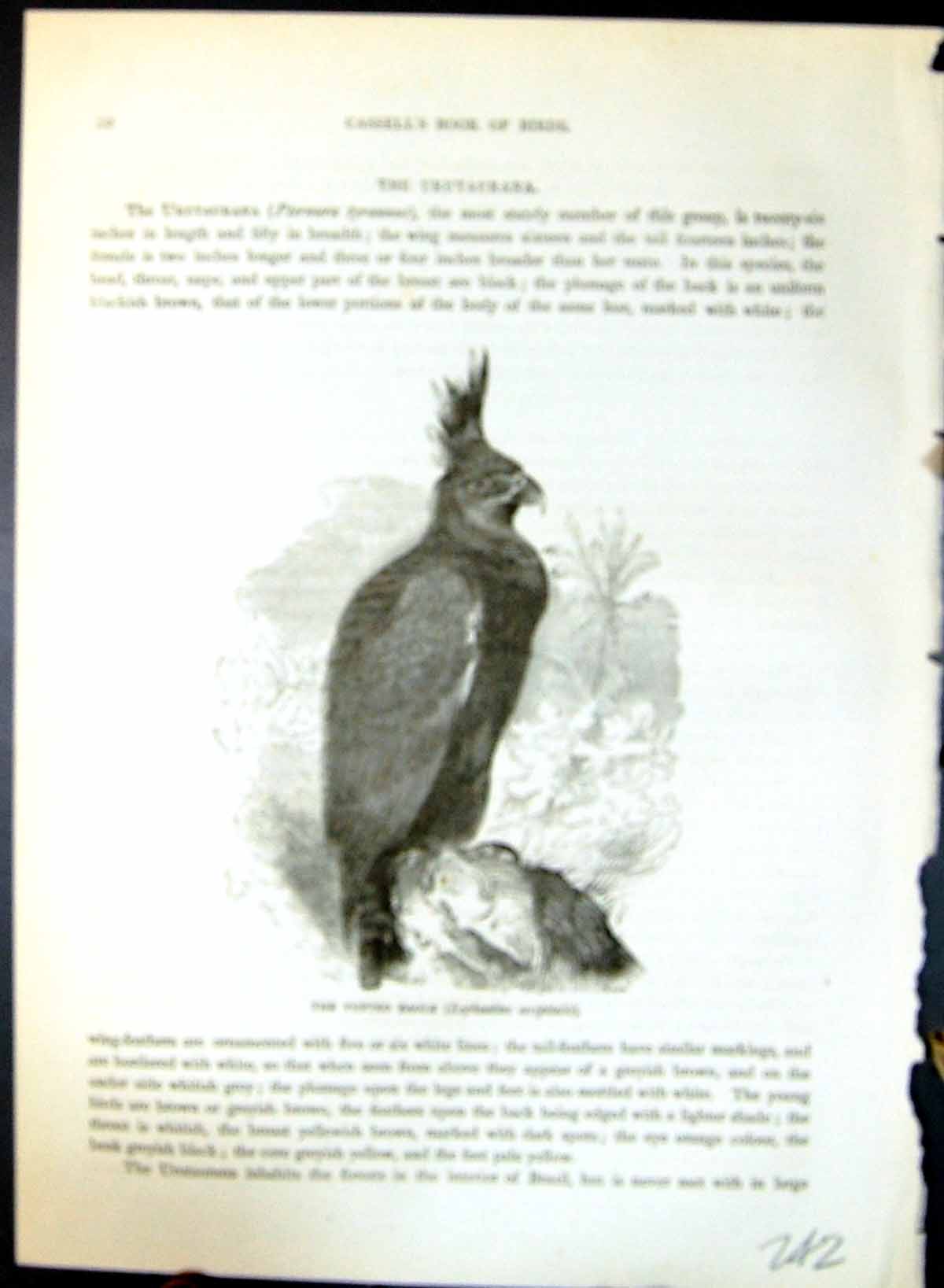 Old Tufted Eagle Lophoaetos Occipitalis Brehm Jones C1860 Cassell'S B Victorian
