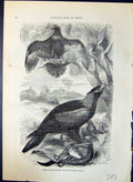 Antique Print BWedge-Tailed Eagles Uroaetos Audax Brehm Jones C1860 Cassell