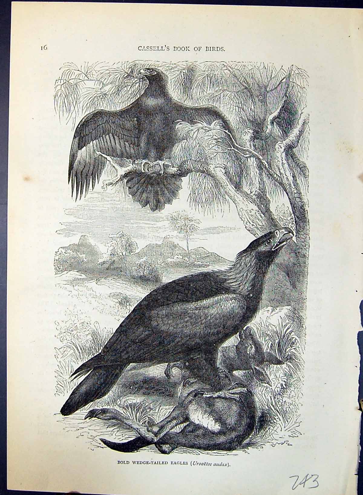 Antique Print BWedge-Tailed Eagles Uroaetos Audax Brehm Jones C1860 Cassell