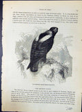 Old Imperial Eagle Aquila Imperialis Brehm Jones C1860 Cassell'S Bird Victorian