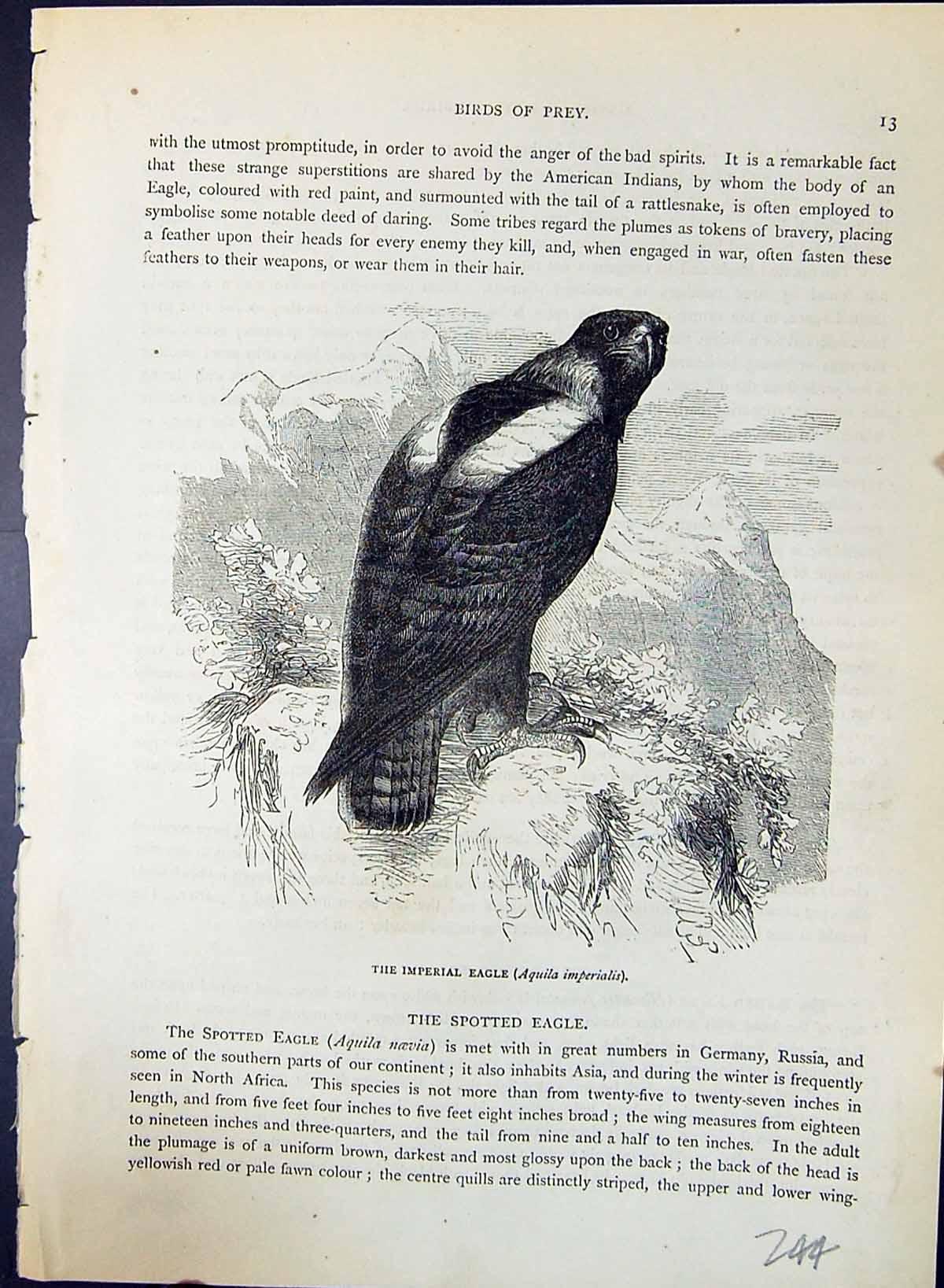 Old Imperial Eagle Aquila Imperialis Brehm Jones C1860 Cassell'S Bird Victorian