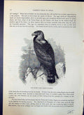 Antique Print Gen Eagle Aquila Chrysaetos Brehm Jones C1860 Cassell'S Birds