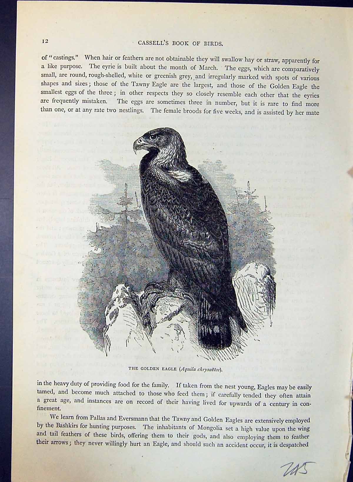 Antique Print Gen Eagle Aquila Chrysaetos Brehm Jones C1860 Cassell'S Birds