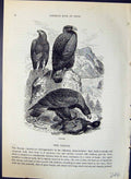 Original Old Antique Print Brehm Jones C1860 Cassell'S Birds Prey Eagles 19th