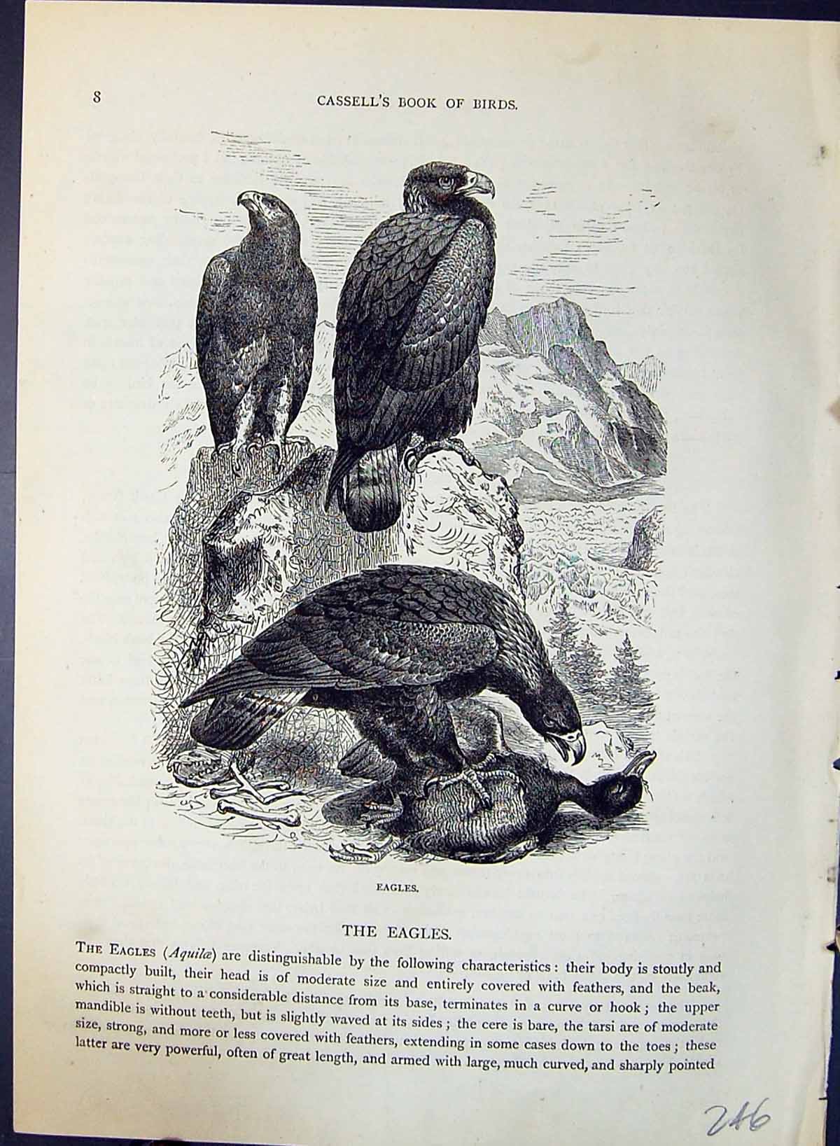 Original Old Antique Print Brehm Jones C1860 Cassell'S Birds Prey Eagles 19th