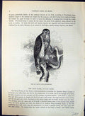 Antique Print Gos Hawk Astur Palumbarius Brehm Jones C1860 Cassell'S Birds 19th