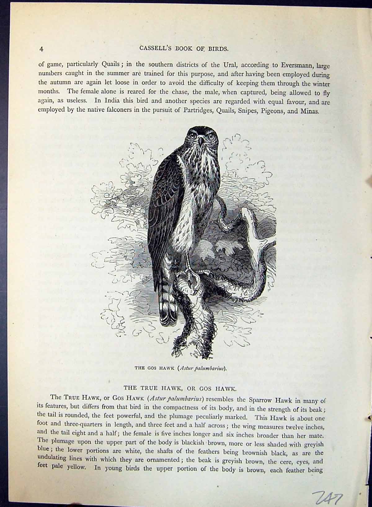 Antique Print Gos Hawk Astur Palumbarius Brehm Jones C1860 Cassell'S Birds 19th