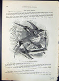 Old Horned Sun-Gem Heliactinus Cornutus Brehm Jones C1860 Cassell'S B Victorian