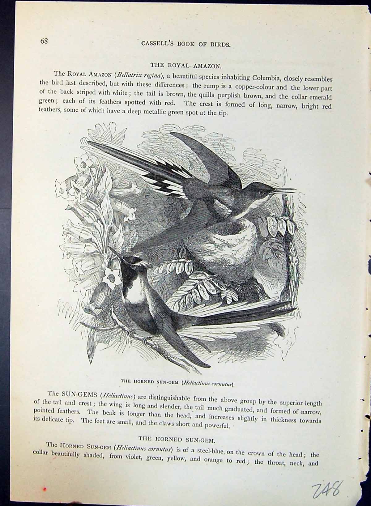 Old Horned Sun-Gem Heliactinus Cornutus Brehm Jones C1860 Cassell'S B Victorian