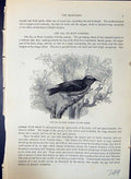Old Sai Blue Caereba Cyanea Banana Quit Flaveola Brehm Jones C1860 Ca 19th