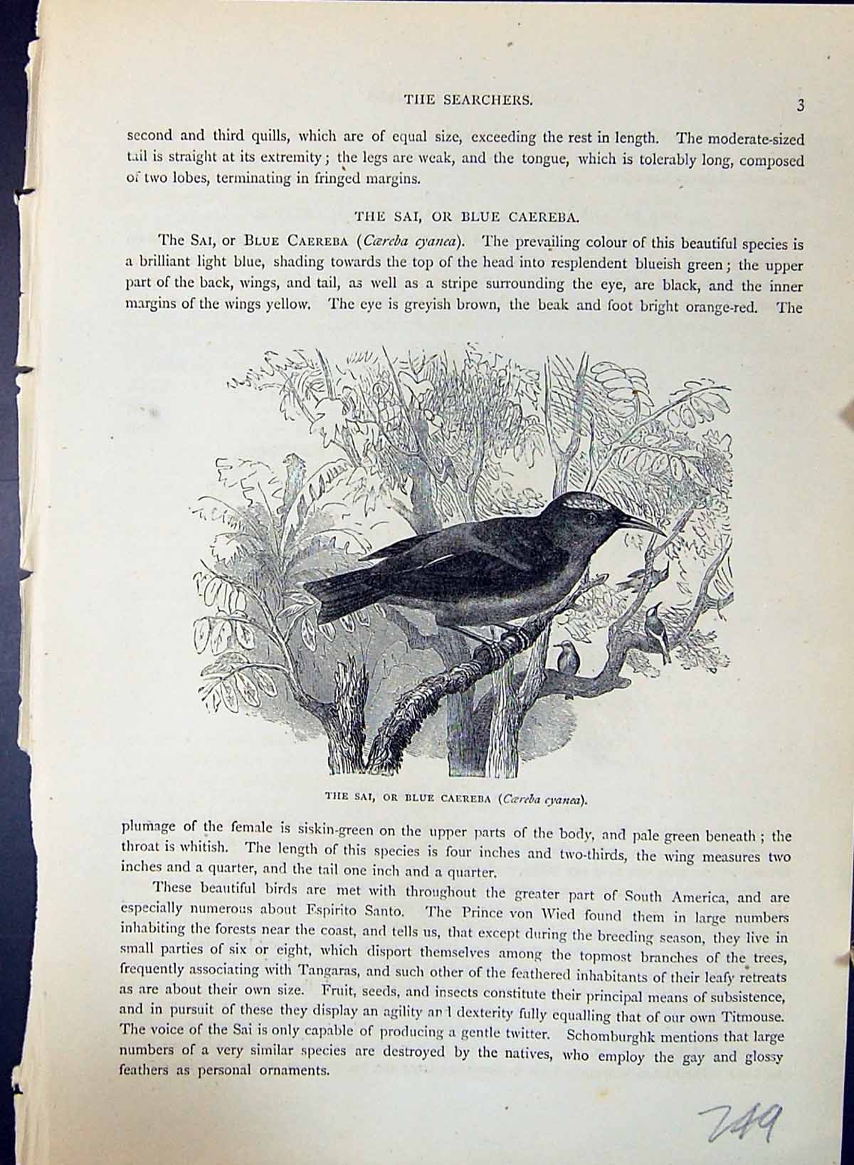 Old Sai Blue Caereba Cyanea Banana Quit Flaveola Brehm Jones C1860 Ca 19th