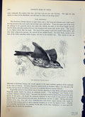 Antique Print Redwing Ilacus Fieldfares Brehm Jones C1860 Cassell'S Birds 19th