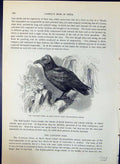 Old Capuchin Bald Fruit Crow Diamond Brehm Jones C1860 Cassell'S Bird 19th