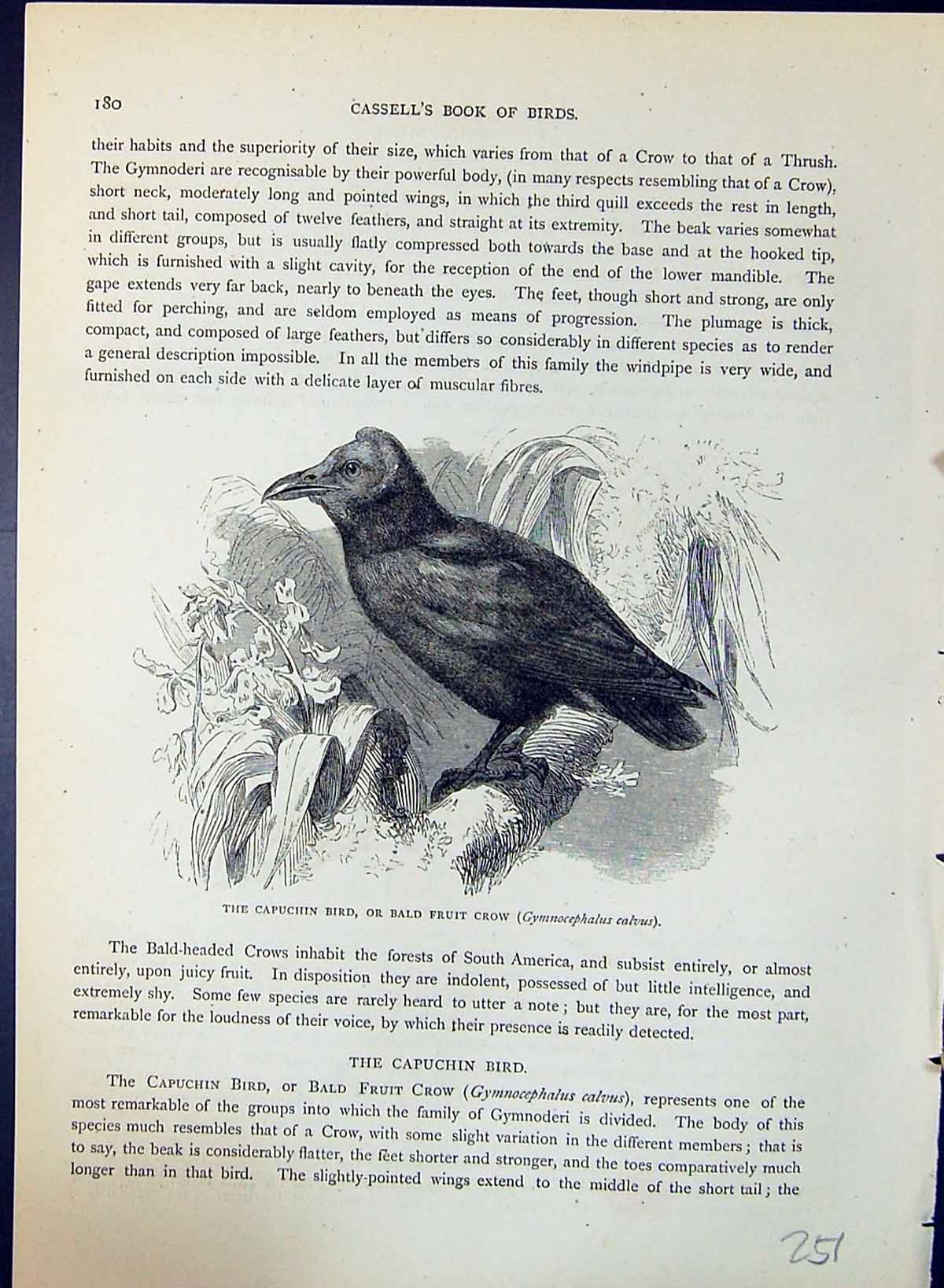 Old Capuchin Bald Fruit Crow Diamond Brehm Jones C1860 Cassell'S Bird 19th