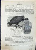 Old Monk Vulture African Gyps Fulvus Brehm Jones C1860 Cassell'S Bird 19th