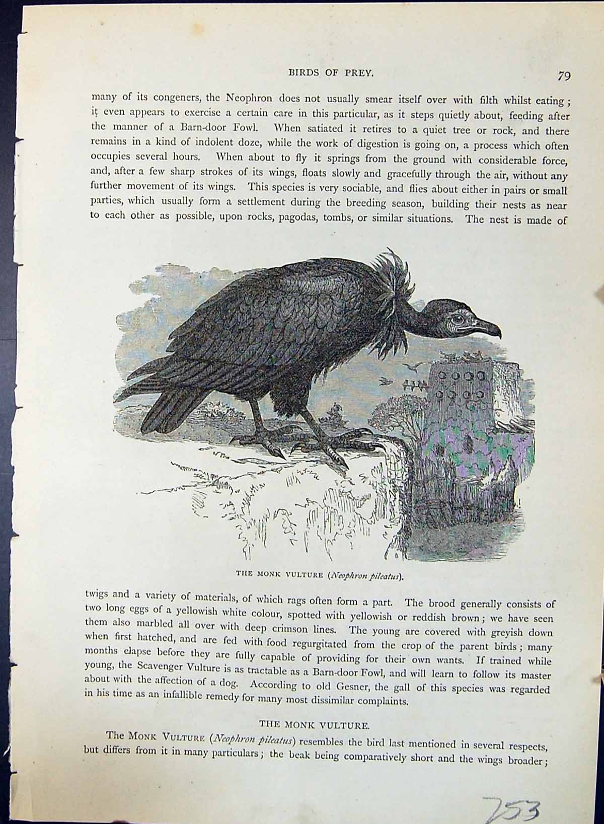 Old Monk Vulture African Gyps Fulvus Brehm Jones C1860 Cassell'S Bird 19th