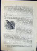 Old Swallow-Tailed Kite Red Royal Regalis Brehm Jones C1860 Cassell'S 19th
