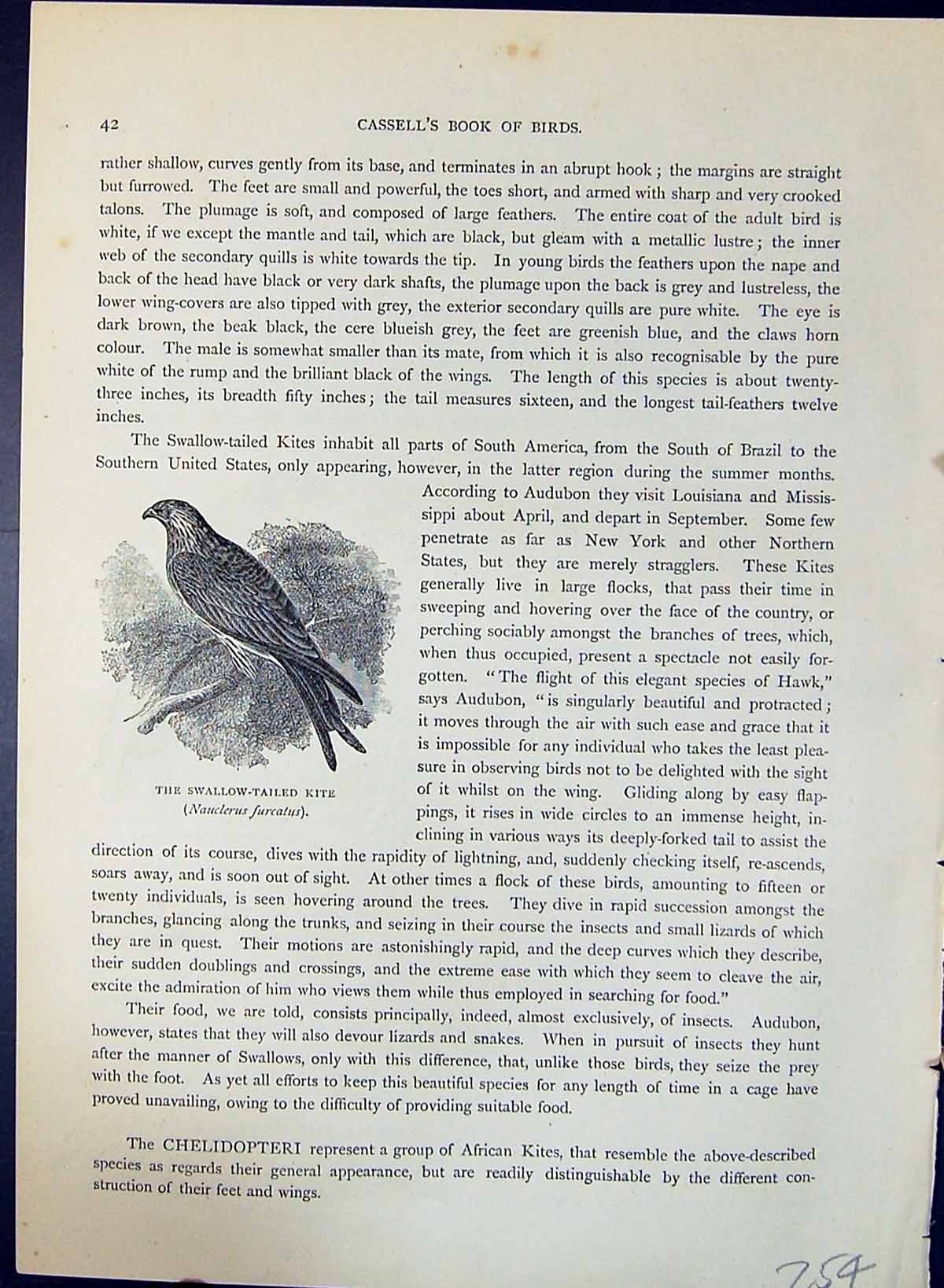 Old Swallow-Tailed Kite Red Royal Regalis Brehm Jones C1860 Cassell'S 19th