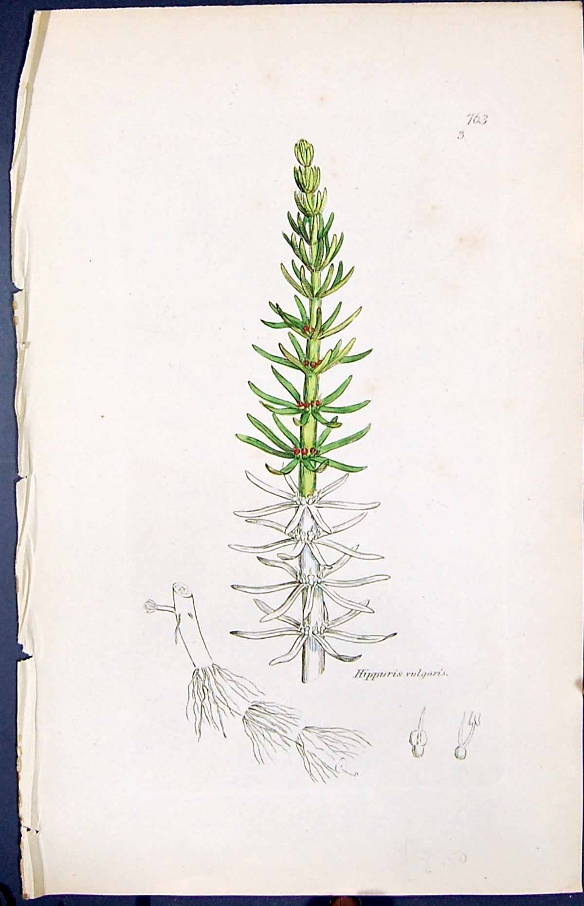Antique Old Print Hippuris Vulgaris Smith Sowerby 1847 British Plants Botany