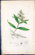Antique Old Print Ligustrum Vulgare Smith Sowerby 1847 British Plants Botany