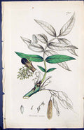 Antique Print Fraximus Excelsior Smith Sowerby 1847 British Plants Botany 19th