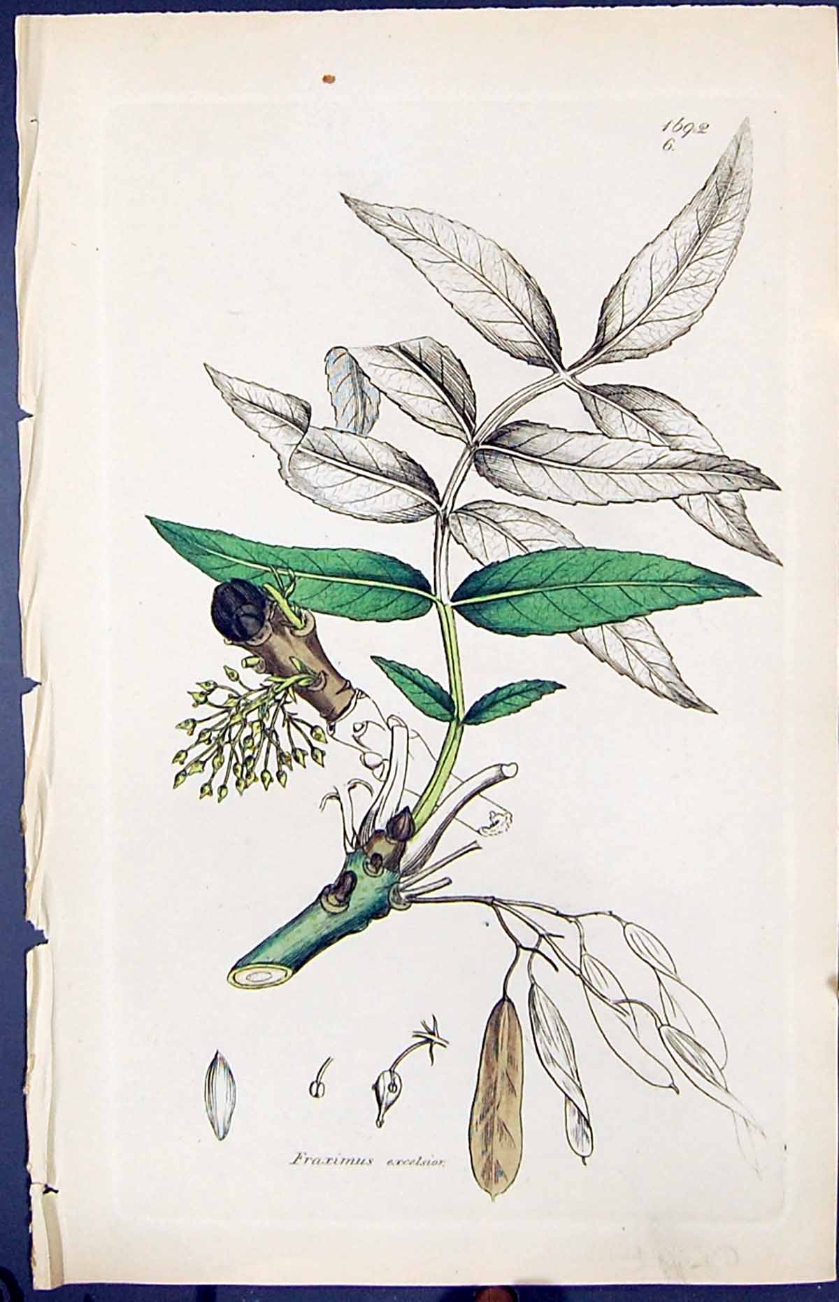 Antique Print Fraximus Excelsior Smith Sowerby 1847 British Plants Botany 19th