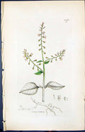 Antique Old Print Circoea Lutetiana Smith Sowerby 1847 British Plants Botany