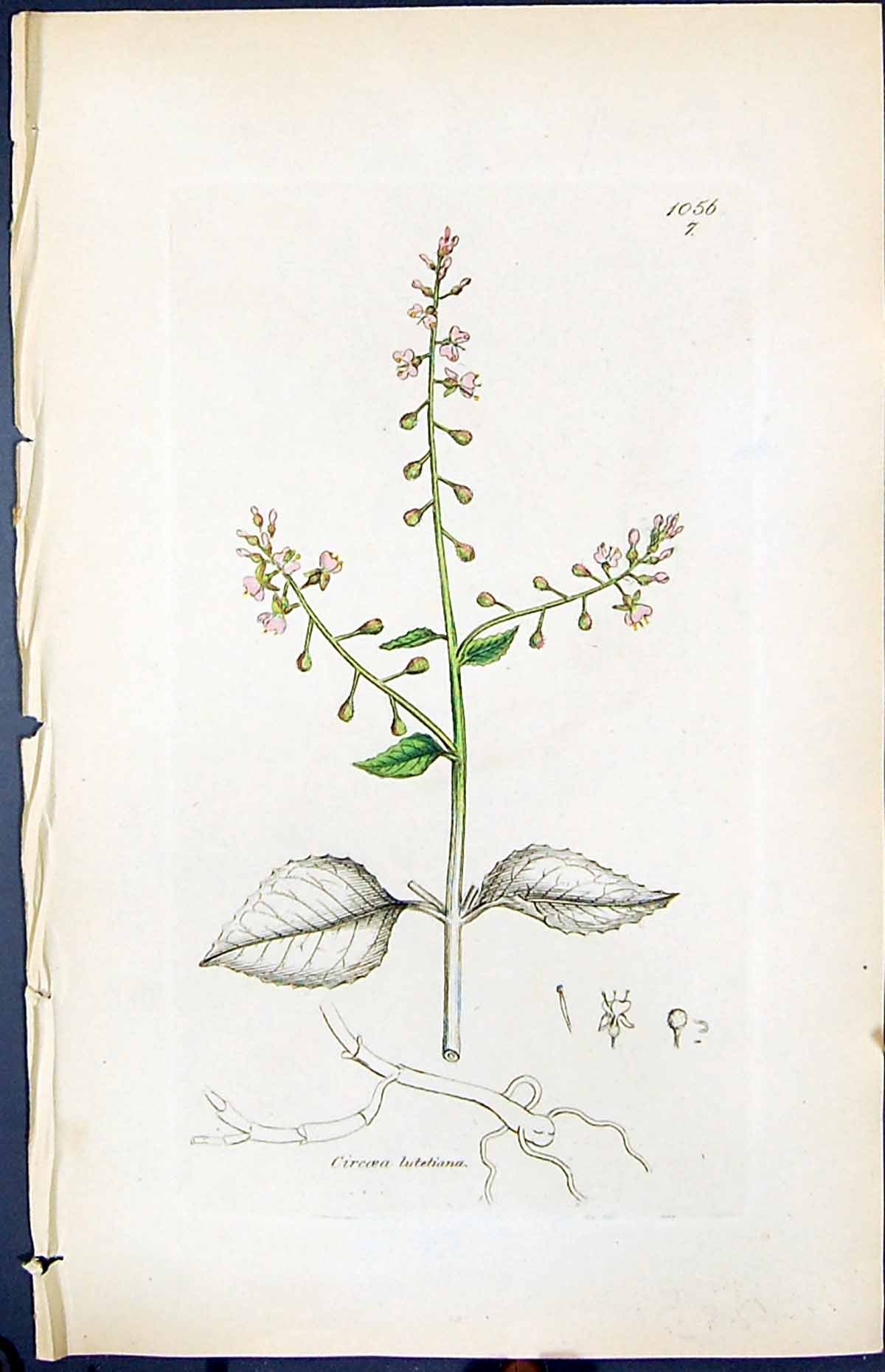 Antique Old Print Circoea Lutetiana Smith Sowerby 1847 British Plants Botany