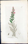 Antique Print Veronica Fruticulosa Smith Sowerby 1847 British Plants Botany