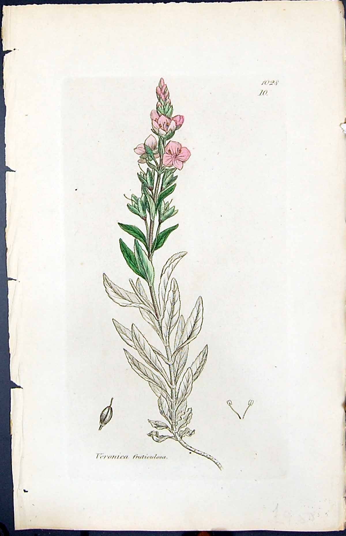 Antique Print Veronica Fruticulosa Smith Sowerby 1847 British Plants Botany