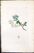 Antique Old Print Veronica Saxatilis Smith Sowerby 1847 British Plants Botany