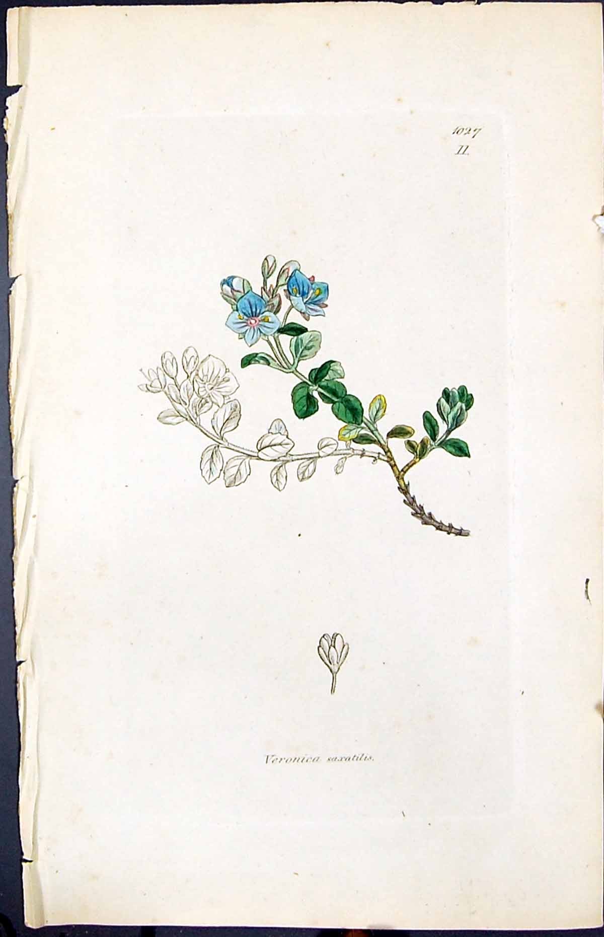 Antique Old Print Veronica Saxatilis Smith Sowerby 1847 British Plants Botany