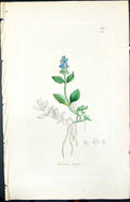 Old Print Veronica Alpina Colour Smith Sowerby 1847 British Plants Botany 19th