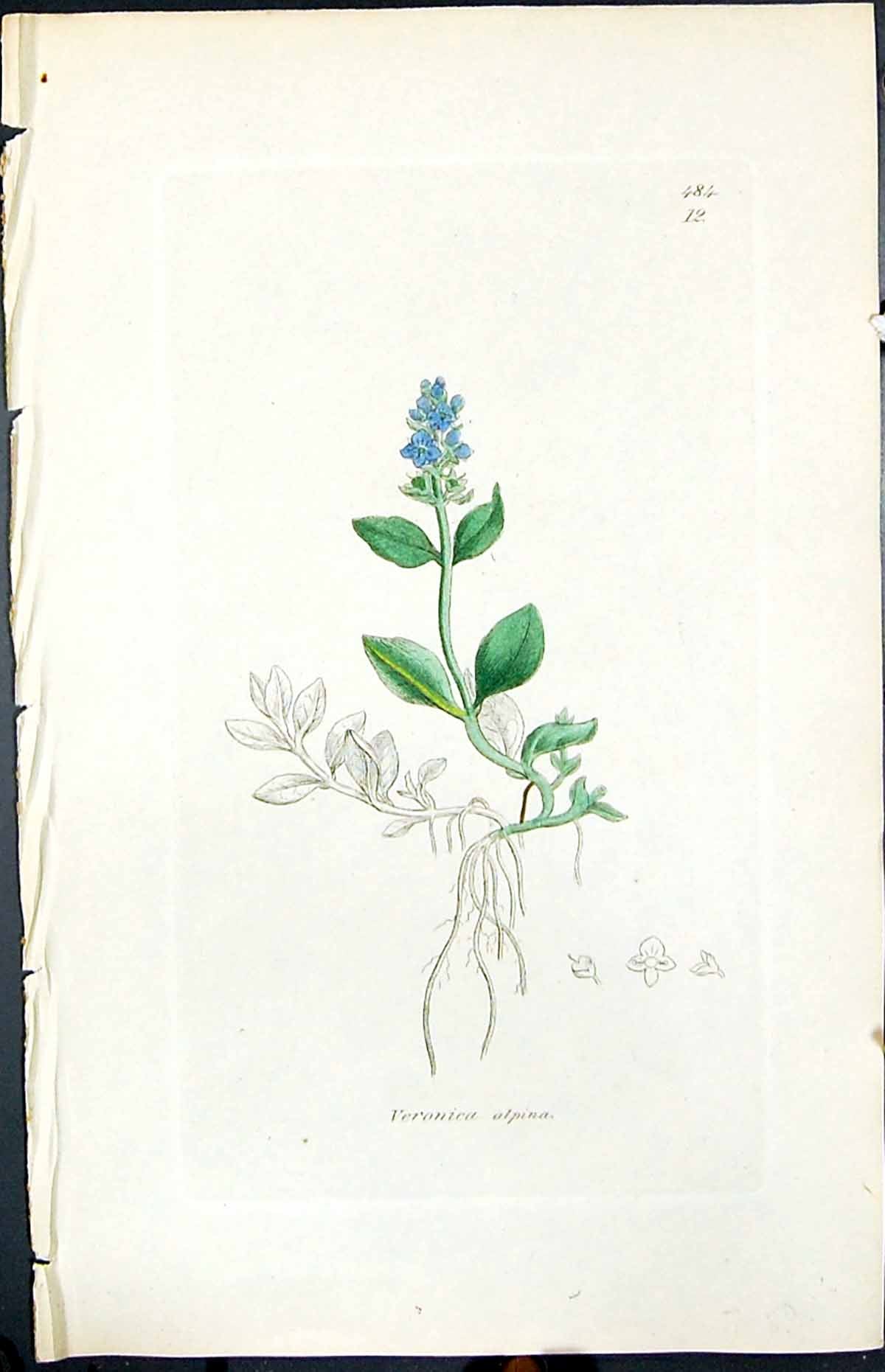 Old Print Veronica Alpina Colour Smith Sowerby 1847 British Plants Botany 19th