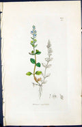 Old Print Veronica Serpyllifolia Smith Sowerby 1847 British Plants Botany 19th