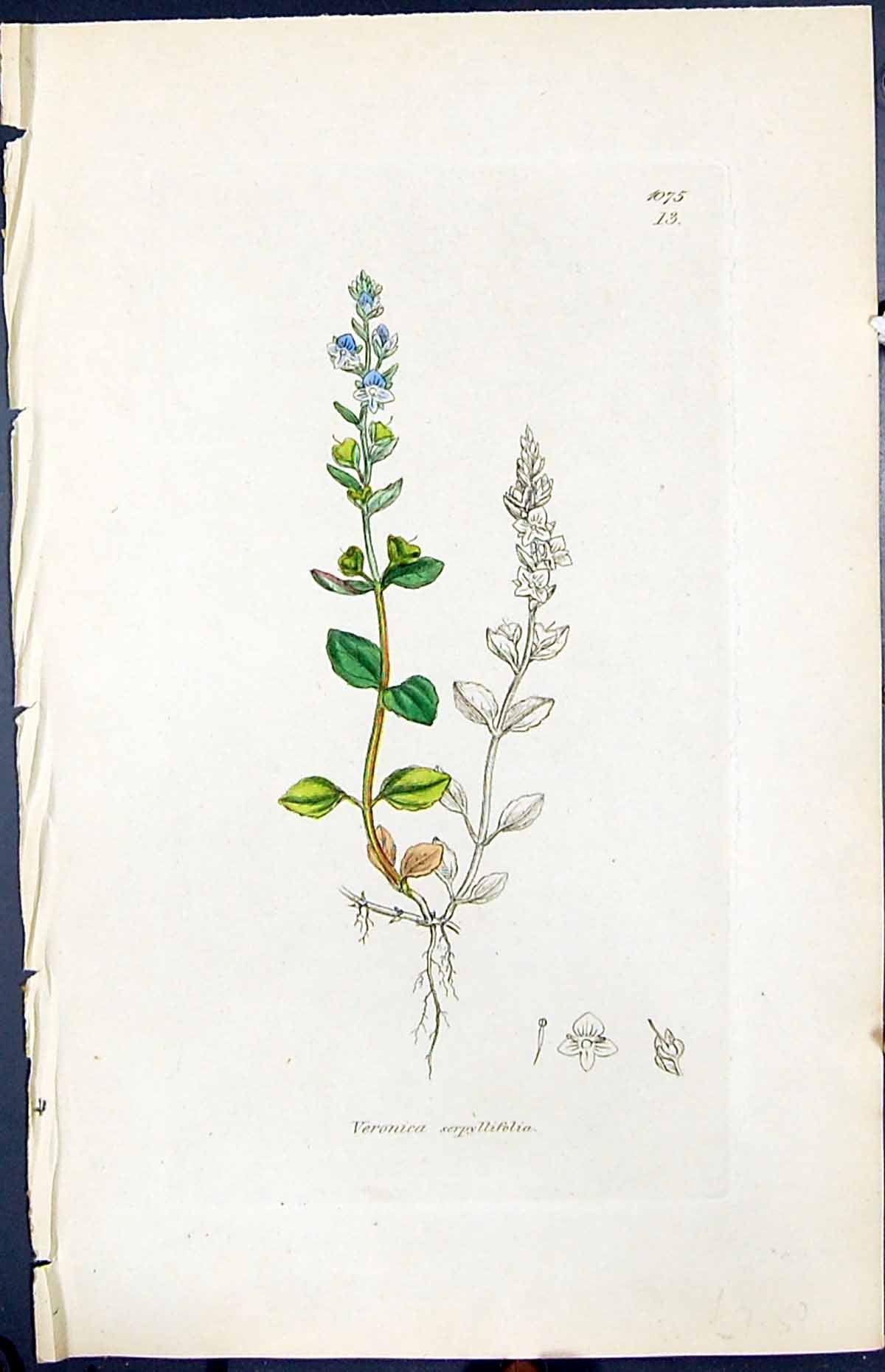 Old Print Veronica Serpyllifolia Smith Sowerby 1847 British Plants Botany 19th